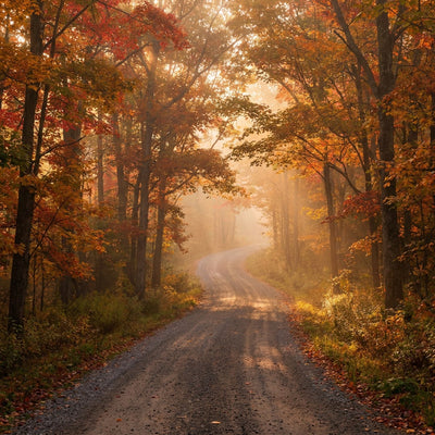 Fall wall decor, a winding road through red and golden maple trees in morning mist