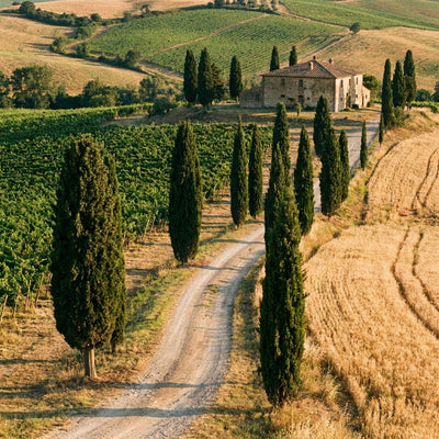 Country wall art showing rolling hills with cypress trees and a farm road at golden hour