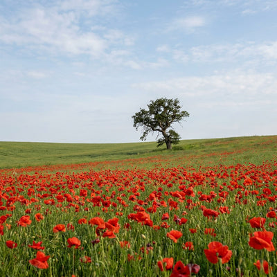 Flower field wall art, a red poppy field in bloom with a single tree under a blue sky