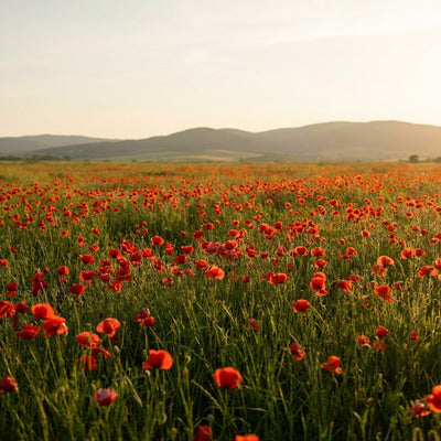 Poppy wall art, a meadow of red poppies in full bloom at golden hour with green grass and soft hills behind