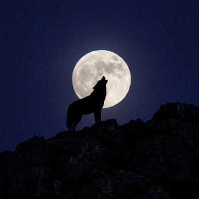 Wolf wall art, the silhouette of a howling wolf on a rocky ridge with its head raised toward a large full moon