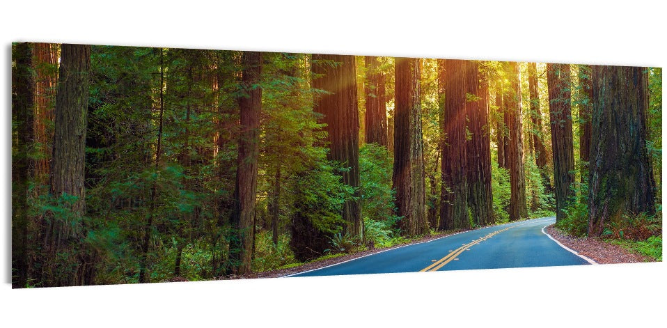Sunlit Redwood Highway Wall Art, canvas print, panoramic
