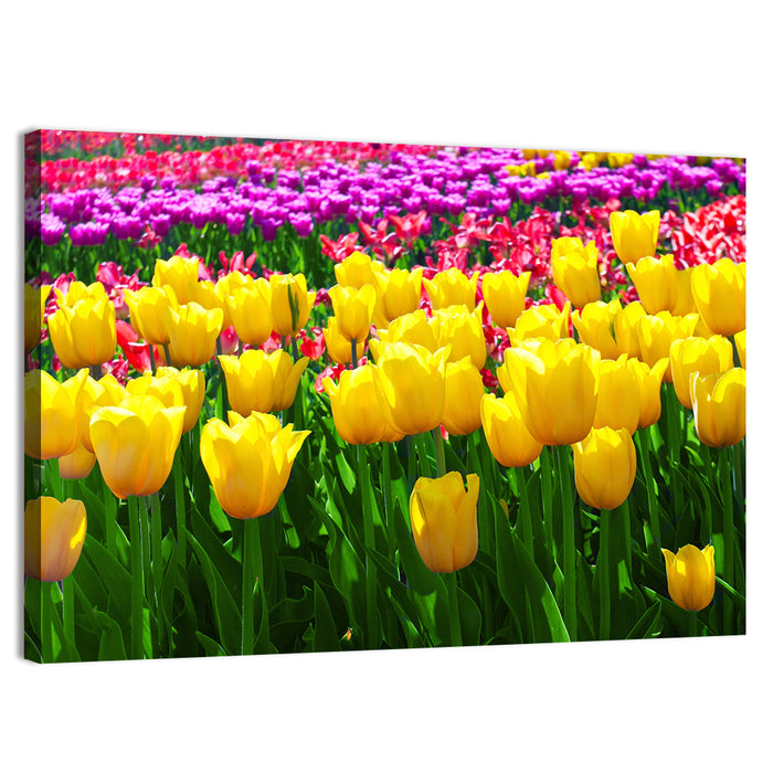 Yellow Tulips in Bloom Wall Art as a canvas print