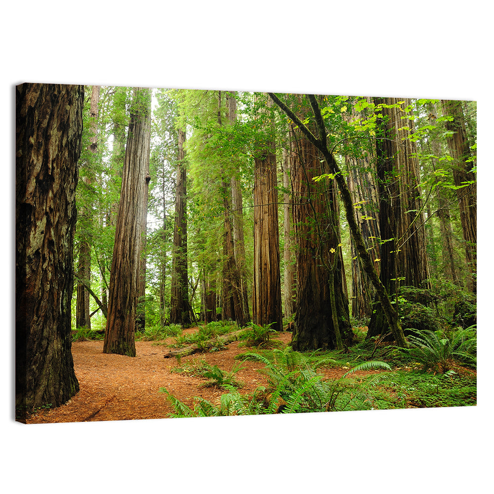 Towering Redwood Canopy Wall Art, canvas print, landscape