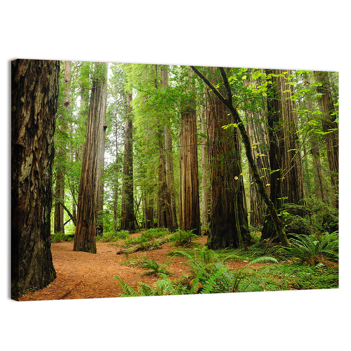 Towering Redwood Canopy Wall Art as a canvas print