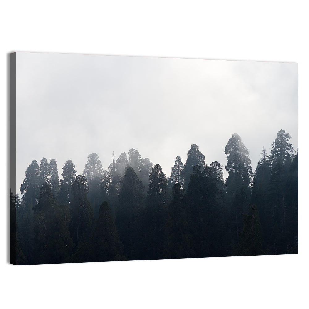 Redwood Forest in Mist Wall Art, canvas print, landscape