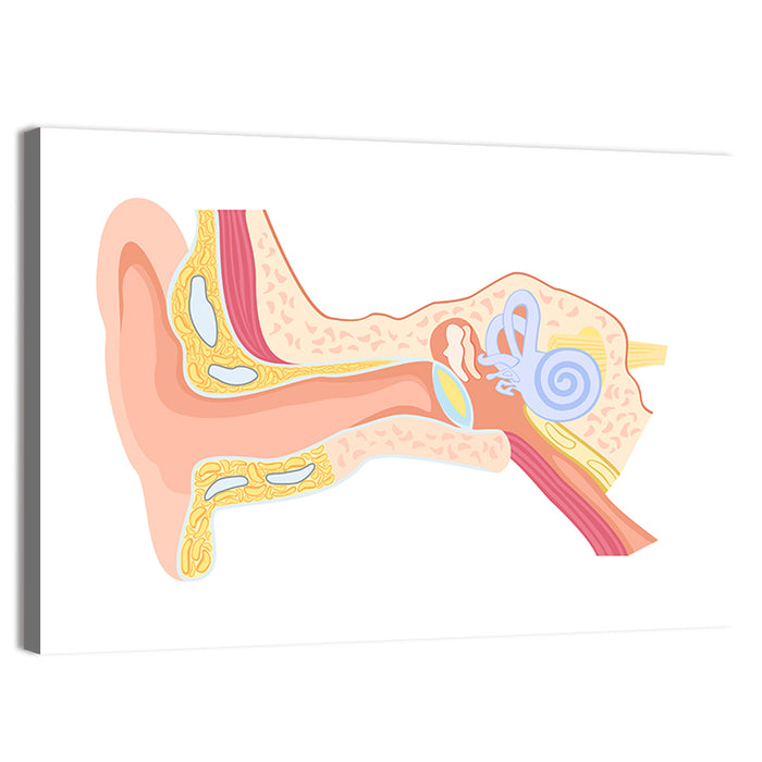 Human Ear Cross-section Diagram Wall Art as a canvas print