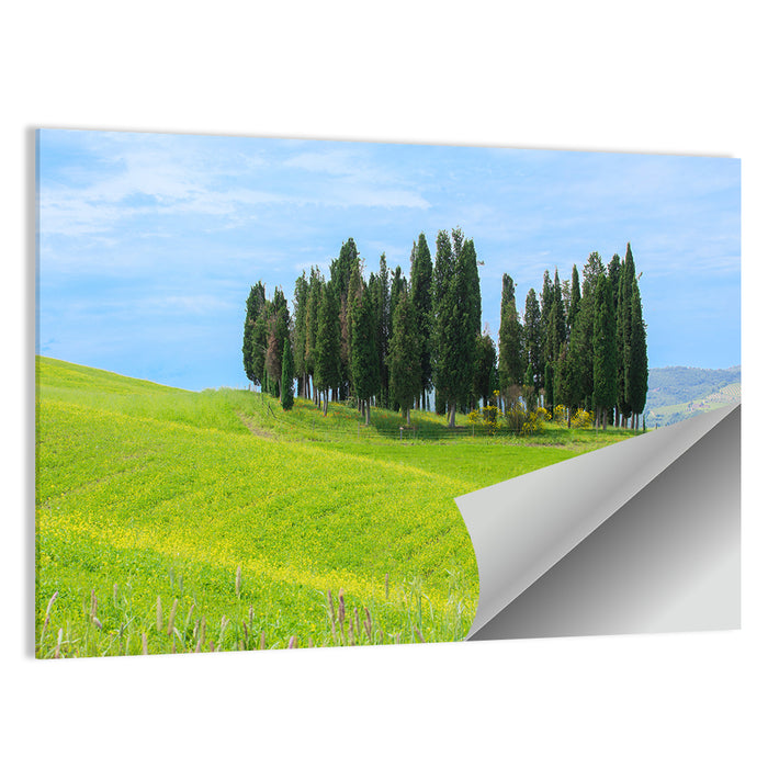 Tuscany Cypress Trees Wall Art as a poster print