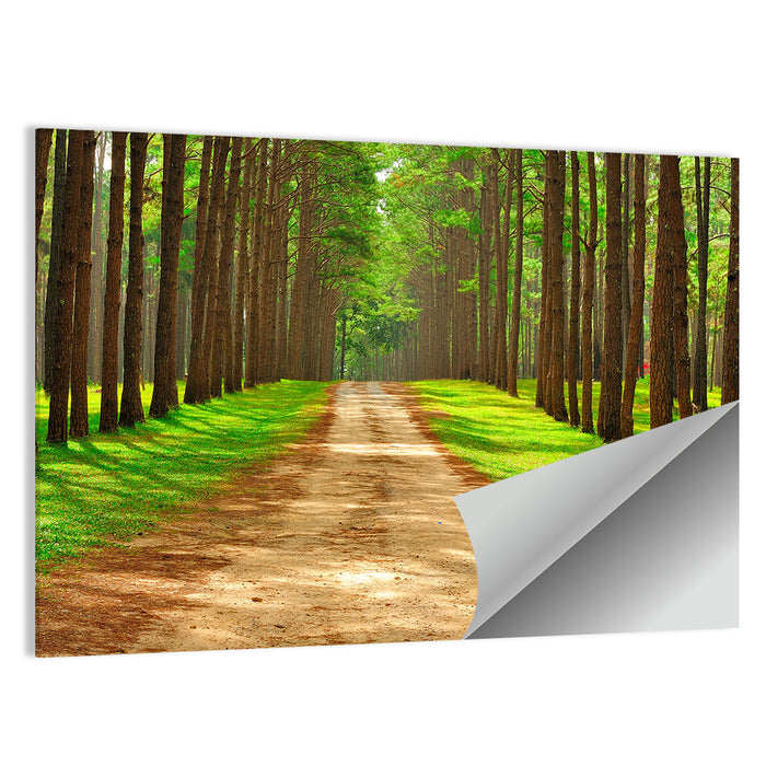 Thailand Pine Forest Path Wall Art as a poster print