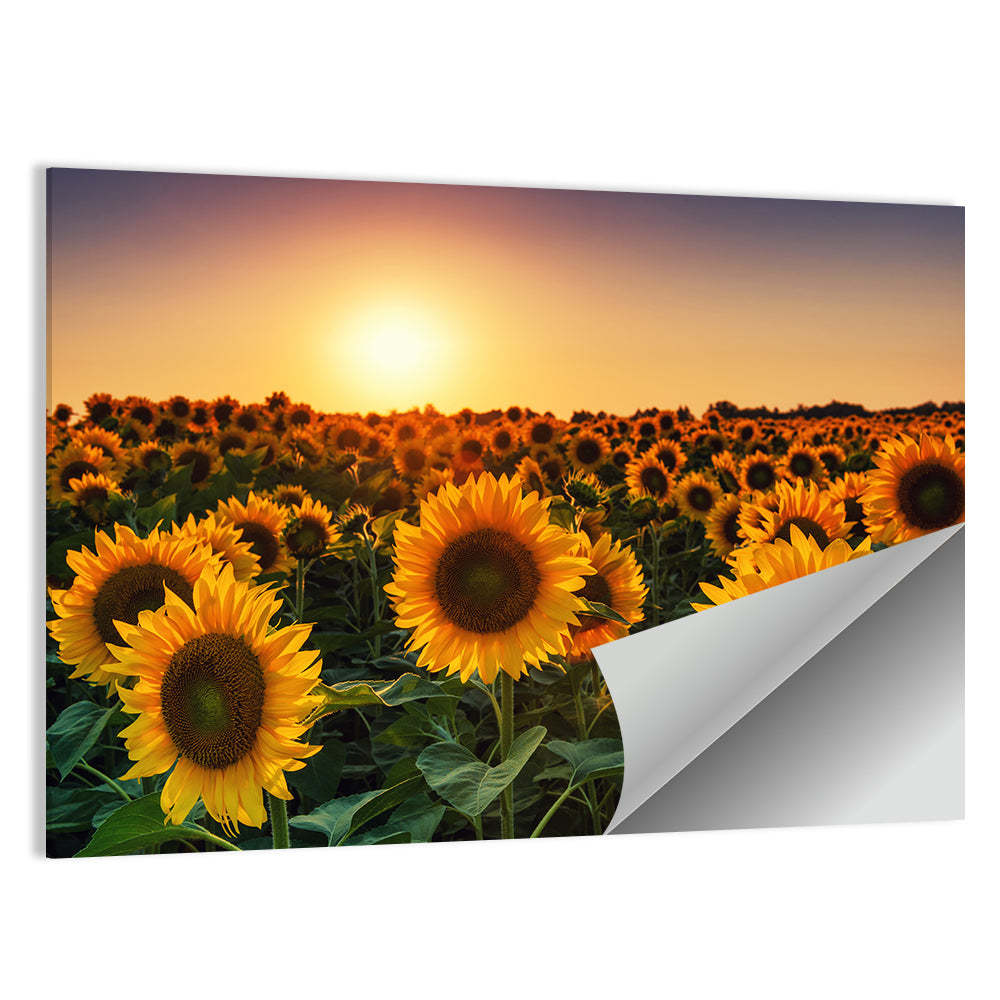 Sunflower Field at Sunset Wall Art