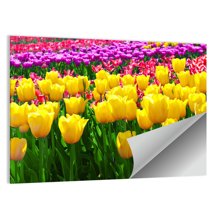 Yellow Tulips in Bloom Wall Art as a poster print