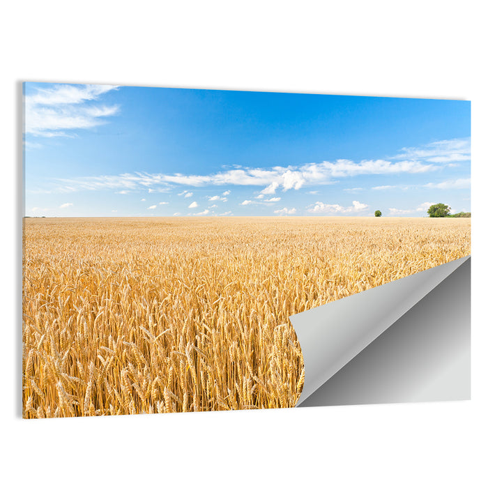 Golden Wheat Field with Blue Sky Wall Art as a poster print