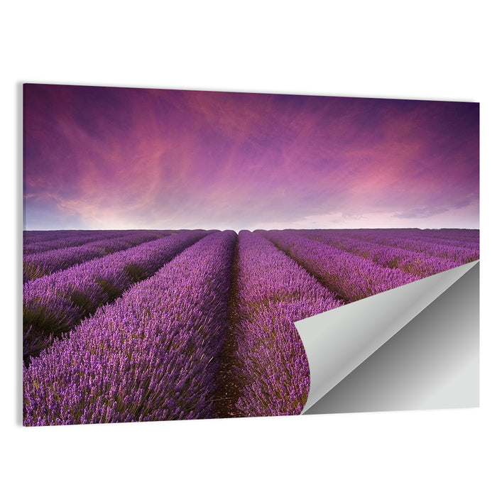 Lavender Field Sunset Wall Art as a poster print