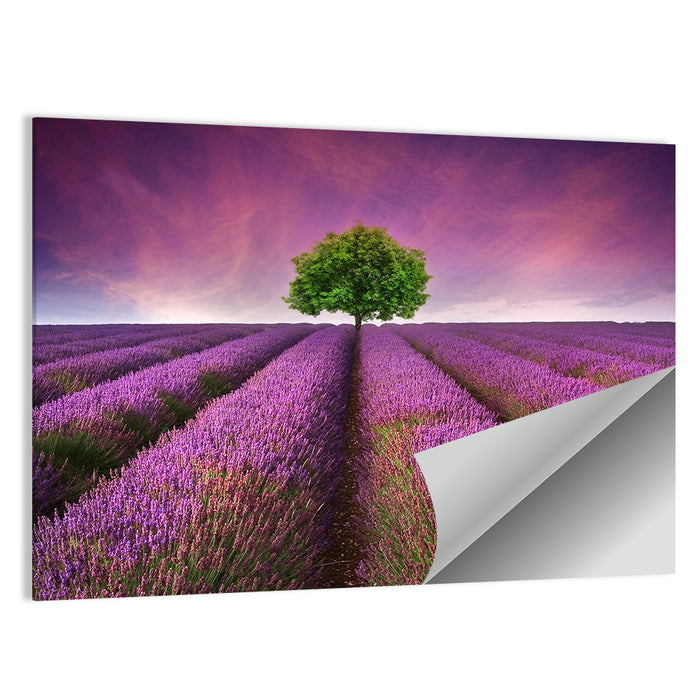 Lavender Field at Sunset Wall Art as a poster print