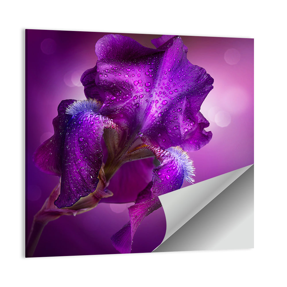 Purple Iris Macro Wall Art