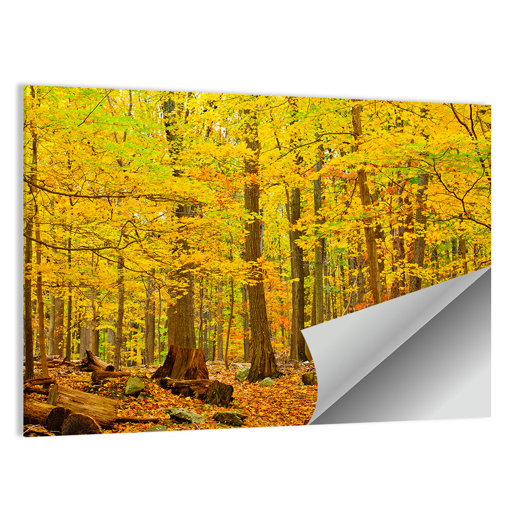 Catoctin Autumn Forest Wall Art