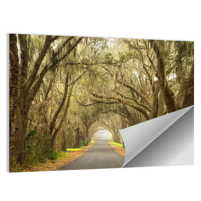 Spanish Moss Country Road Wall Art as a poster print
