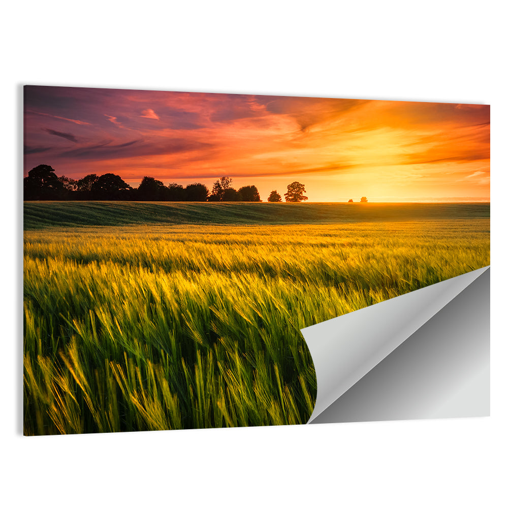 Wheat Field at Golden Hour Wall Art