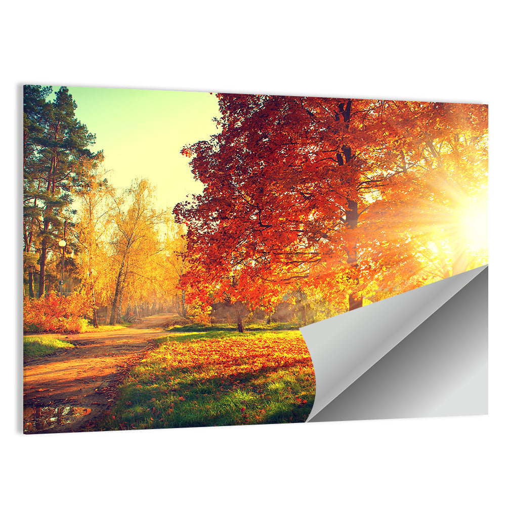 Sunlit Autumn Forest Path Wall Art