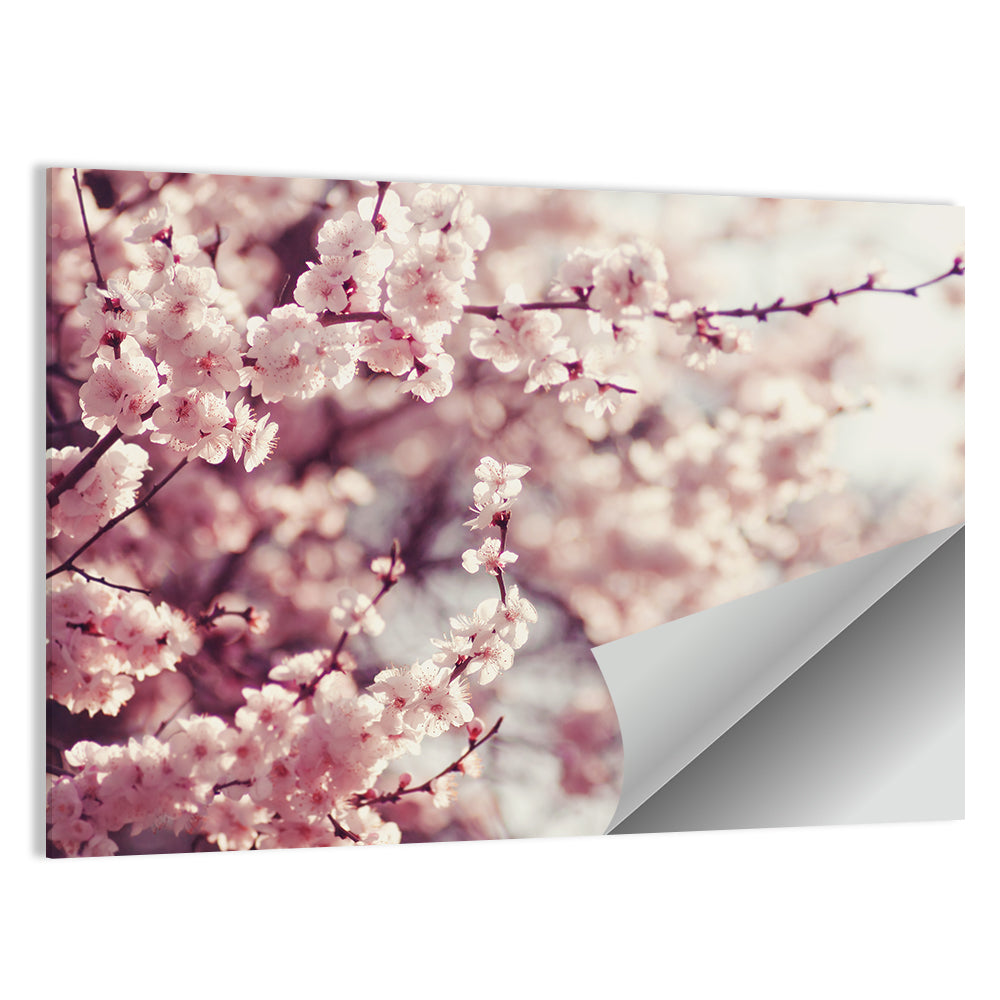 Pink Cherry Blossom Close-up Wall Art