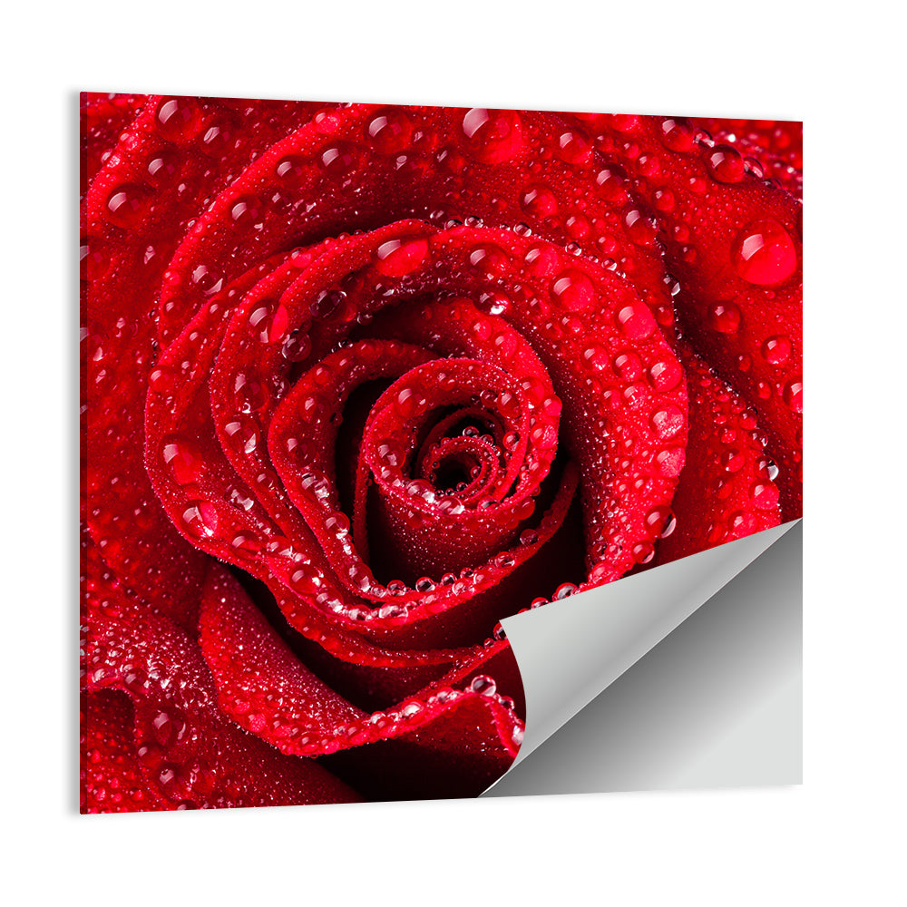 Dew-kissed Red Rose Closeup Wall Art