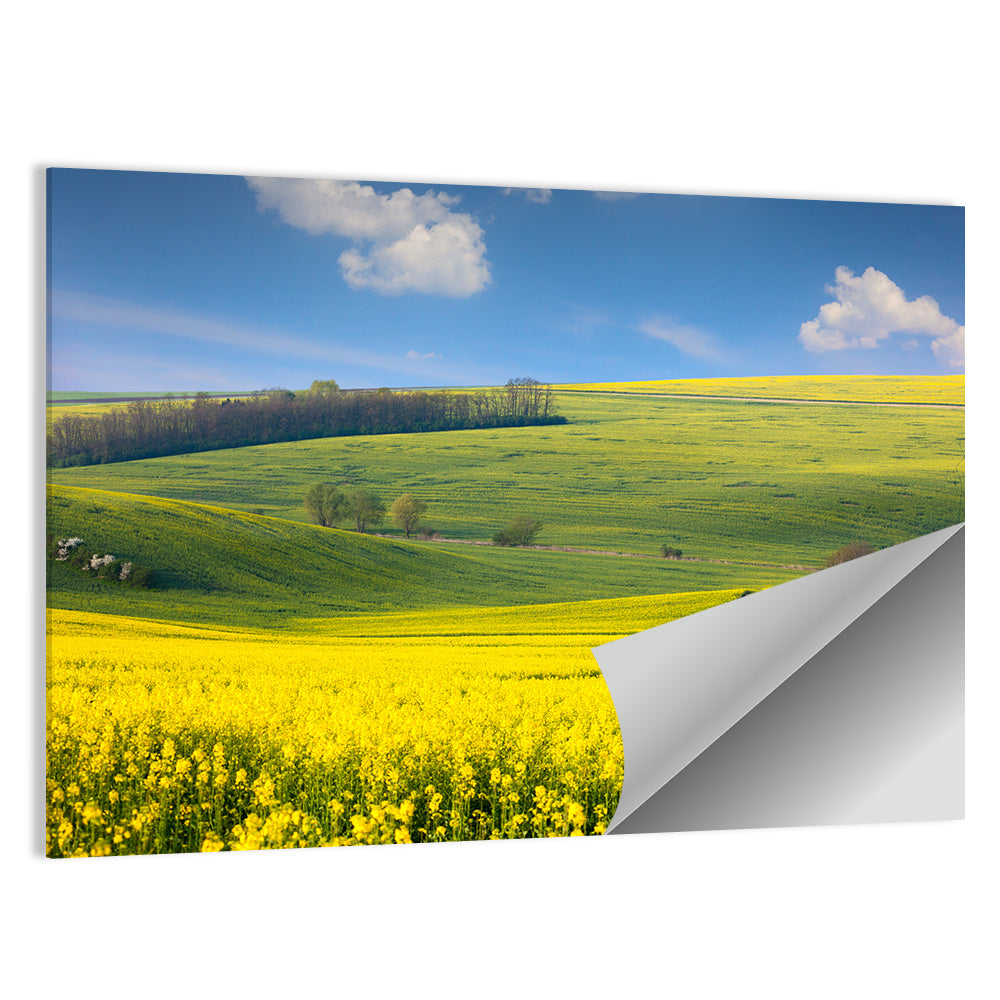 Sunlit Rapeseed Hills Wall Art