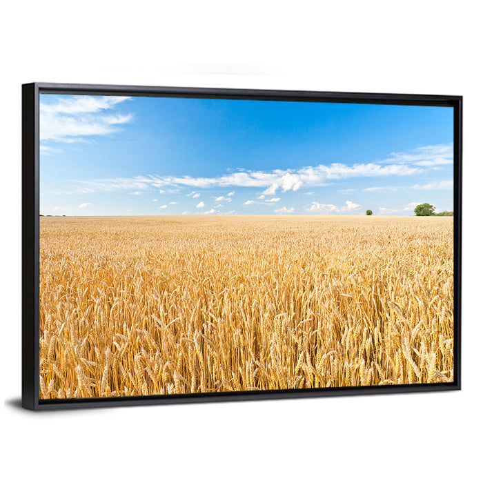 Golden Wheat Field with Blue Sky Wall Art as a framed canvas