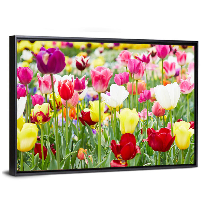 Spring Tulip Close-up Wall Art as a framed canvas