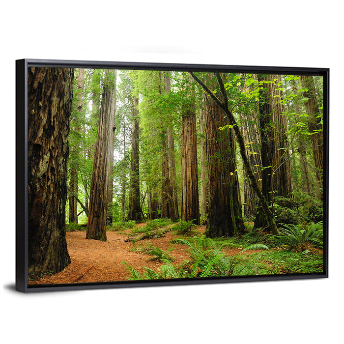 Towering Redwood Canopy Wall Art as a framed canvas