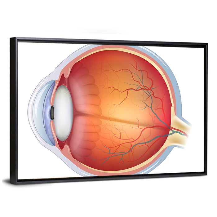Anatomical Eye Cross-section Wall Art as a framed canvas
