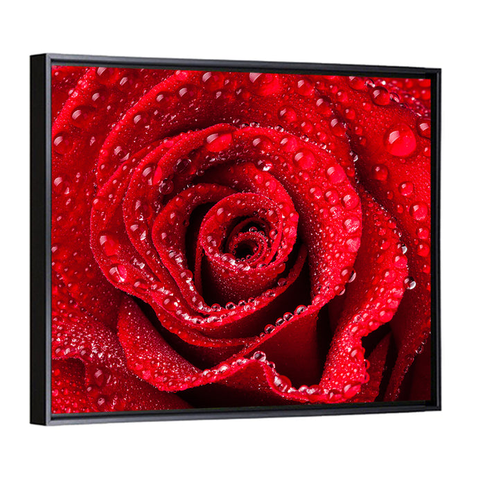Dew-kissed Red Rose Closeup Wall Art as a framed canvas