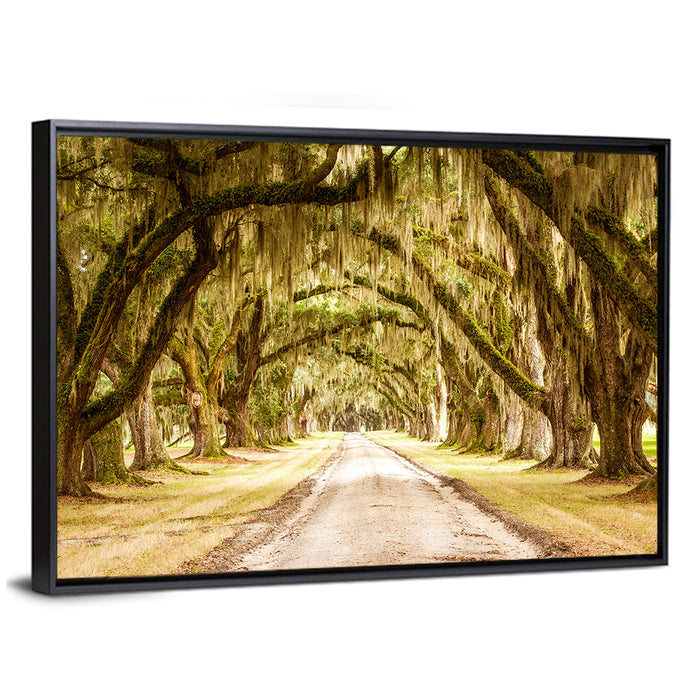 Oak Pathway Under Spanish Moss Wall Art as a framed canvas