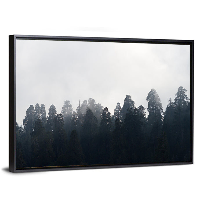 Redwood Forest in Mist Wall Art as a framed canvas