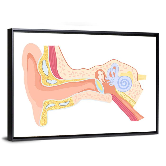 Human Ear Cross-section Diagram Wall Art as a framed canvas
