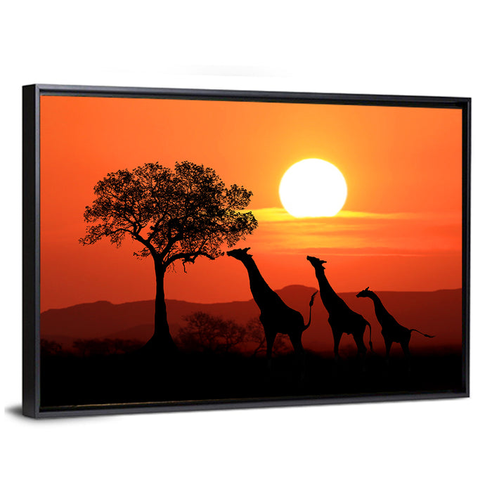 Three Giraffes at Sunset Wall Art as a framed canvas