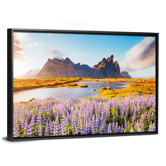 Lupine Fields at Vestrahorn Wall Art as a framed canvas