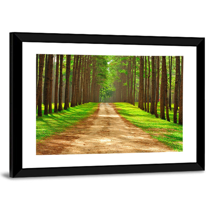 Thailand Pine Forest Path Wall Art as a framed print