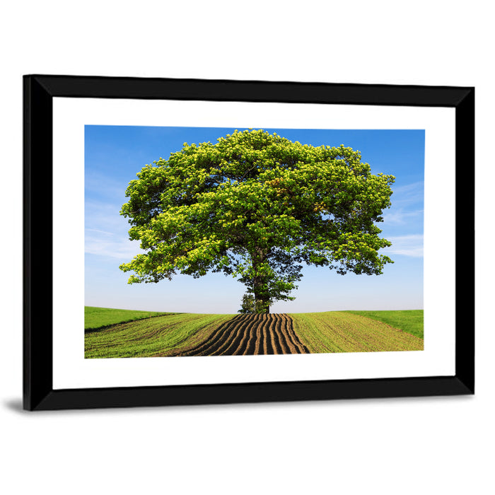 Solitary Tree on Plowed Hill Wall Art as a framed print