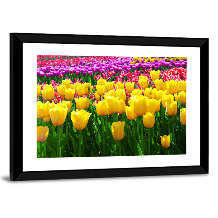 Yellow Tulips in Bloom Wall Art as a framed print