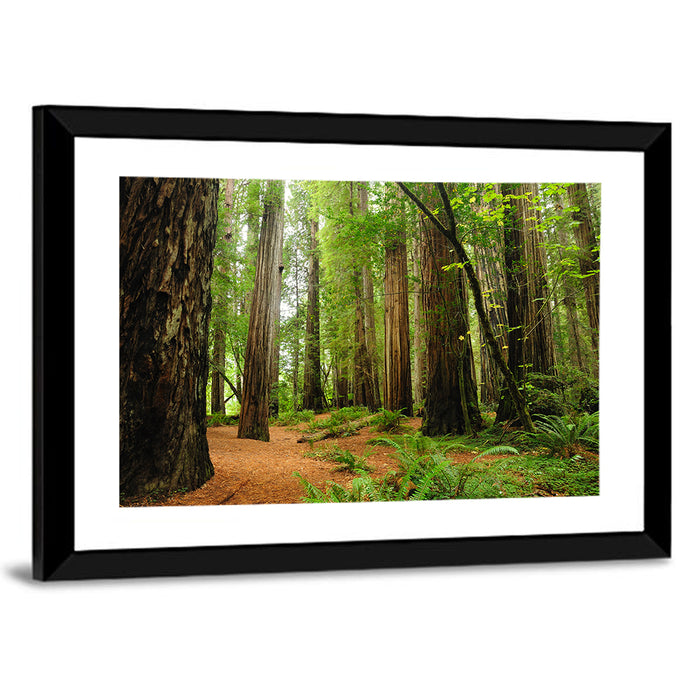 Towering Redwood Canopy Wall Art as a framed print
