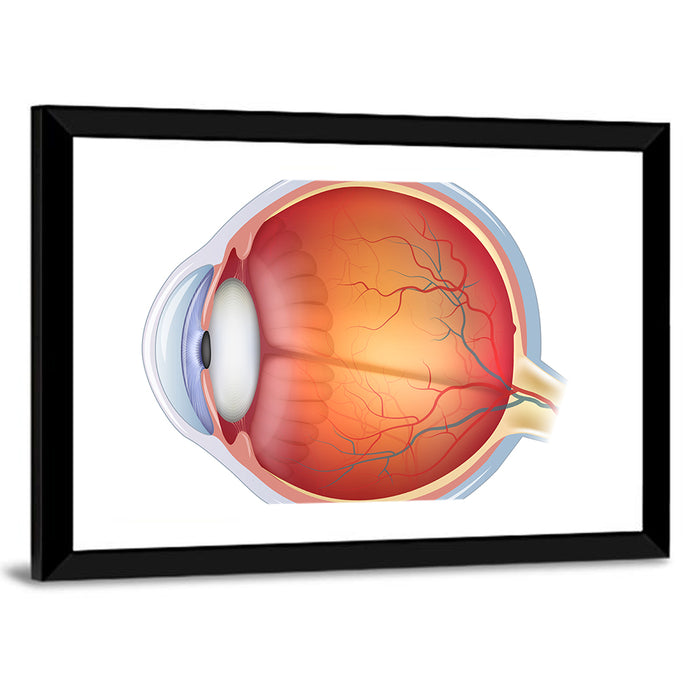 Anatomical Eye Cross-section Wall Art as a framed print