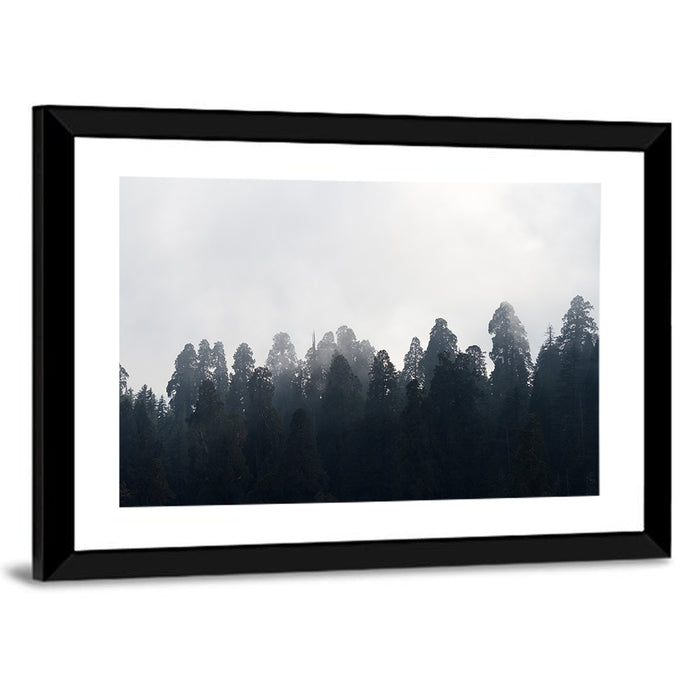 Redwood Forest in Mist Wall Art as a framed print