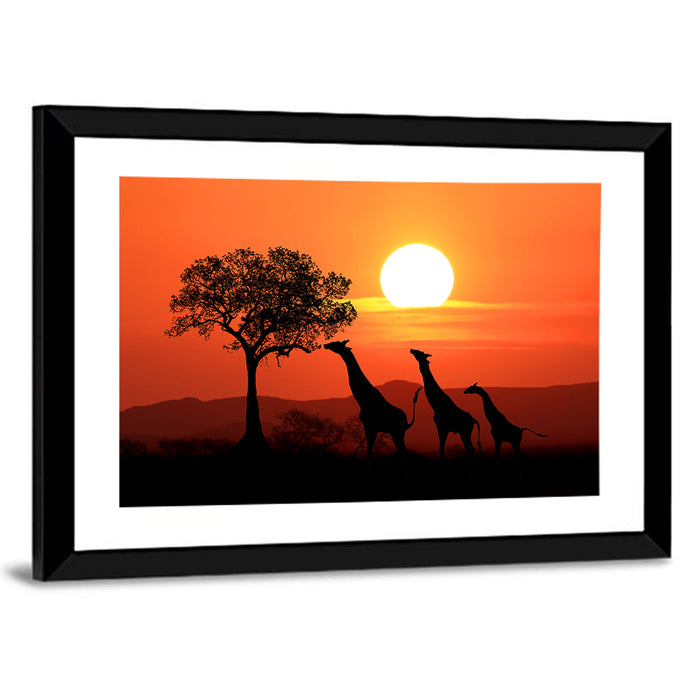Three Giraffes at Sunset Wall Art as a framed print