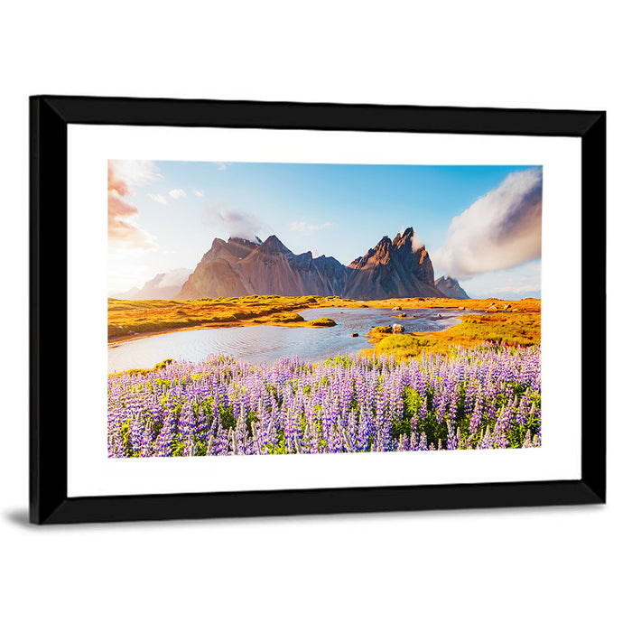Lupine Fields at Vestrahorn Wall Art as a framed print