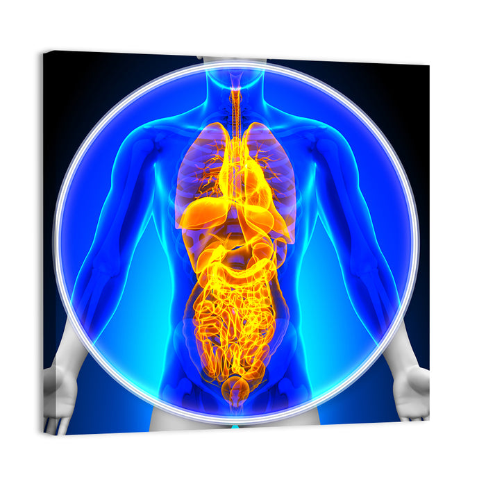 All Organs X-ray Illustration Wall Art as a canvas print