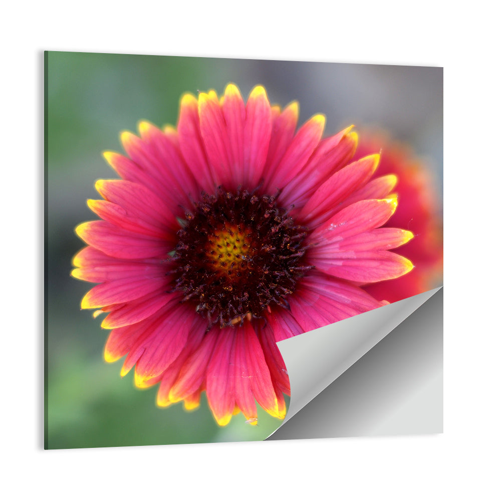Pink Blossom Close-up Wall Art