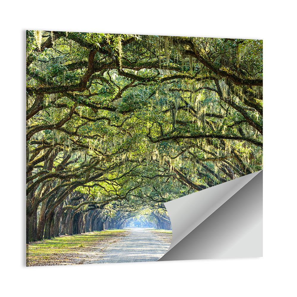 Spanish Moss Oak Alley Wall Art