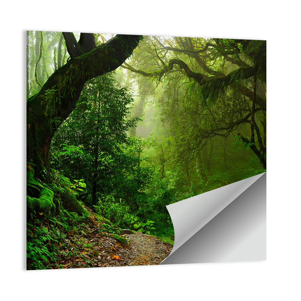 Misty Forest Trail in Nepal Wall Art