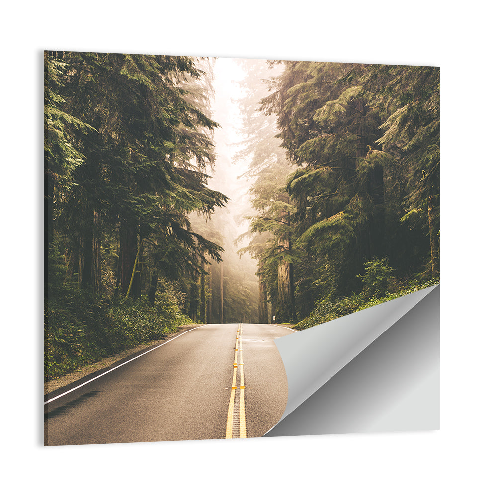 Redwood Highway, Northern California Wall Art