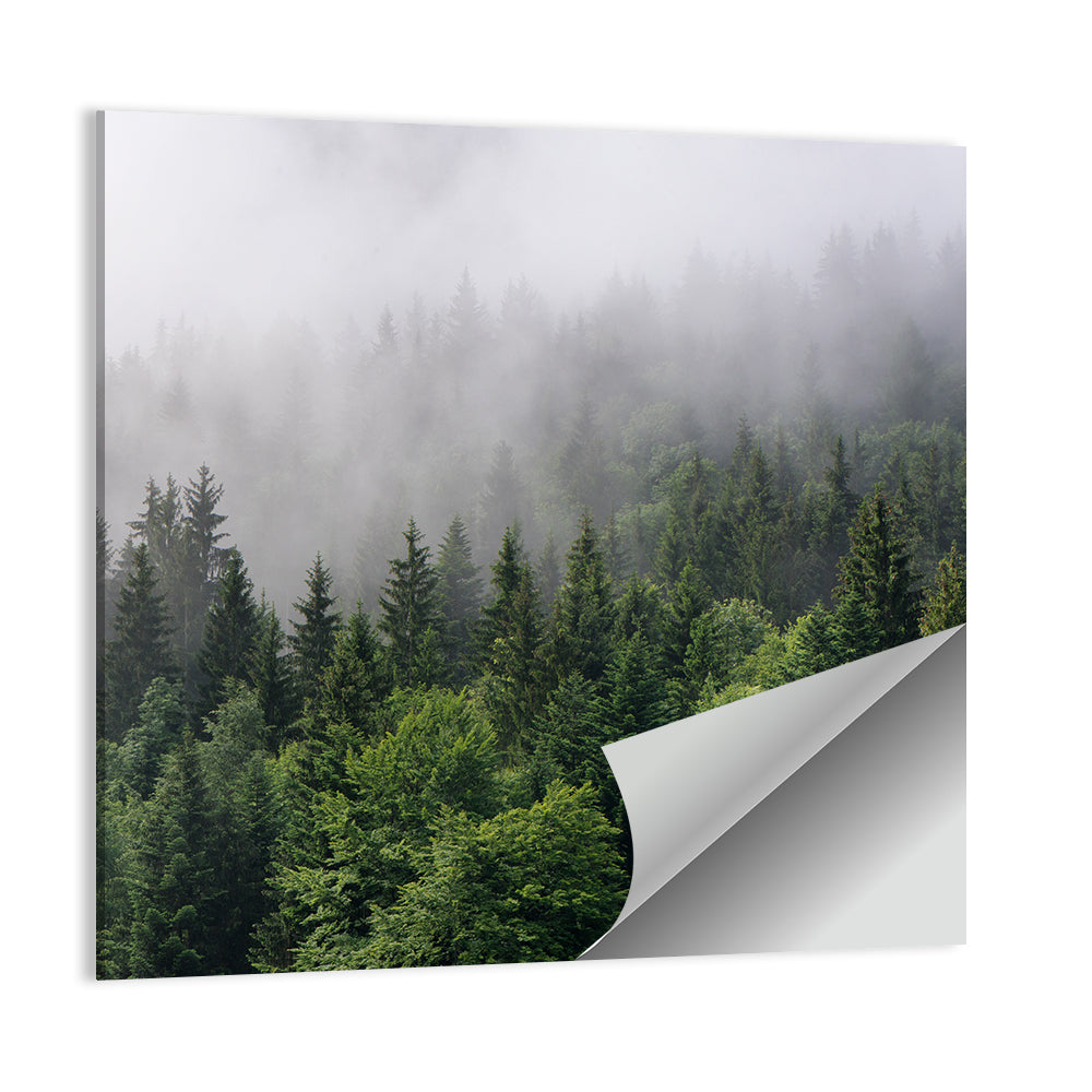 Misty Evergreen Forest Overview Wall Art